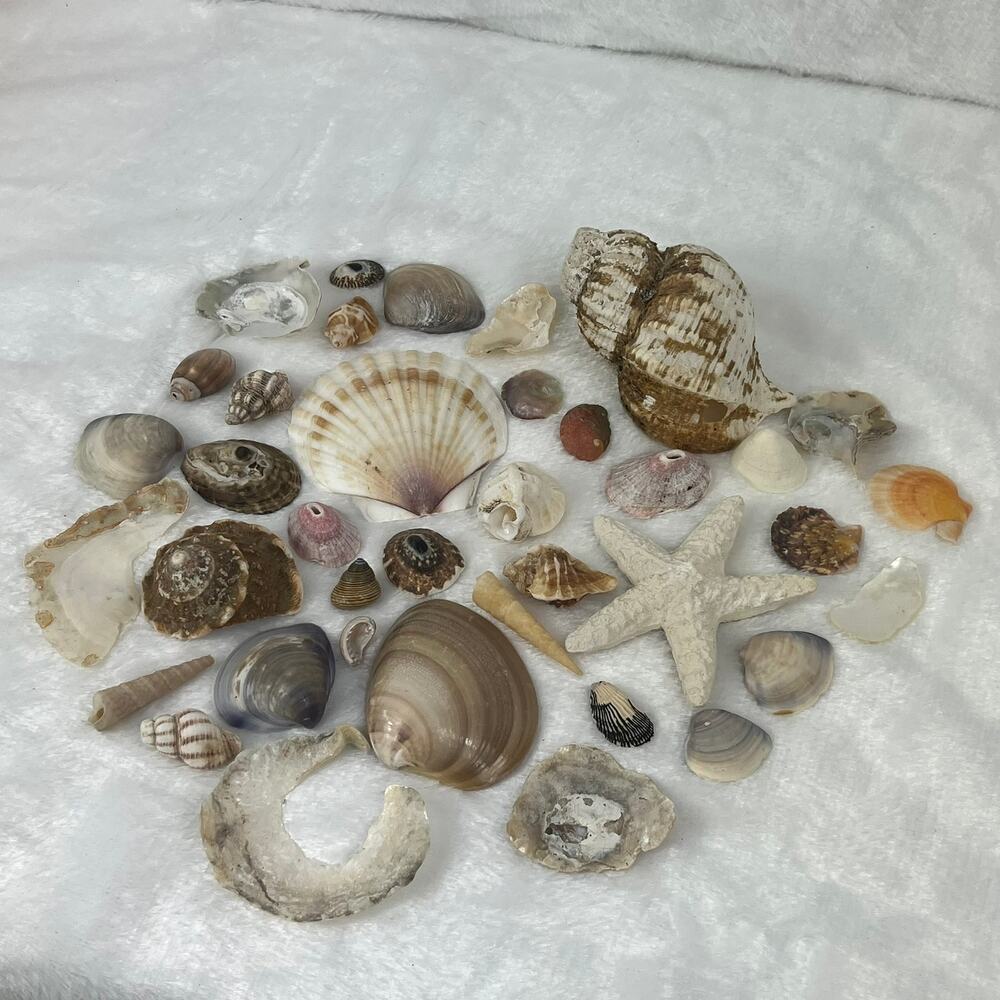 Mixed Lot 7oz Assorted Beach Seashells Starfish Natural Ocean Shell Decor Craft